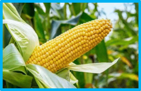 agro 2